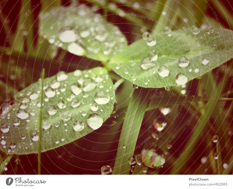 Kleeblatt Glück schön harmonisch Erfolg Natur Pflanze Wassertropfen schlechtes Wetter Regen Blume Gras Grünpflanze Garten Feld Dekoration & Verzierung träumen