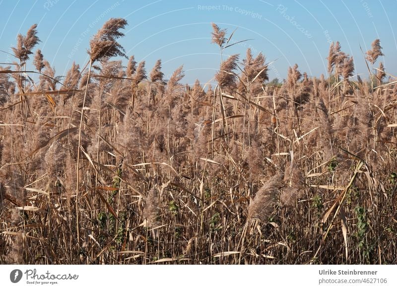 Schilfgürtel im Kiskunság-Nationalpark, Ungarn Schilfrohr Phragmites australis Süßgras Röhricht Naturbaustoff Baustoff Dämmstoff ökologisch nachhaltig