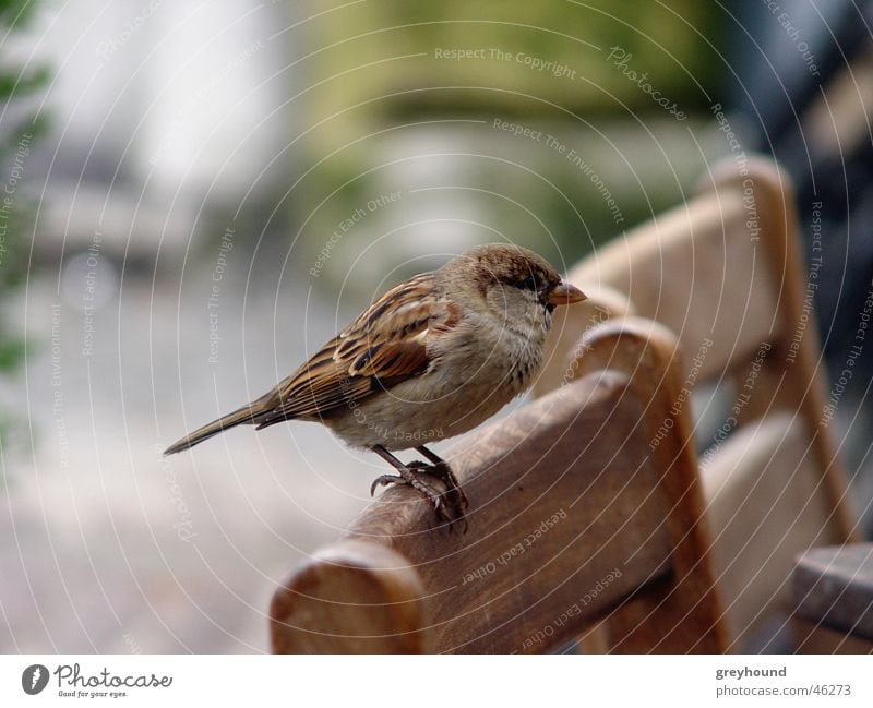 Besser nen Spatz in der Hand... Vogel betteln Stuhl