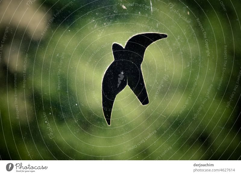 Und sie fliegen wieder. Die Schwalben an der Scheibe. Vögel fliegen Freiheit Flügel Luft Außenaufnahme Wildtier Feder Schnabel Farbfoto Tierporträt Menschenleer