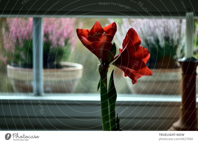 Amaryllis mit kraftvollen Blüten, steht drinnen am Fenster. Out of focus daneben ein Terracotta Kerzenständer mit weißer Kerze. Draußen unscharf im Hintergrund zwei Pflanzschalen mit Erika Heidekraut im Tageslicht.