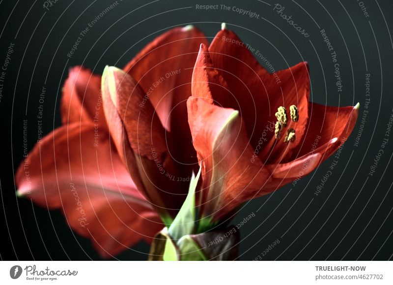 Amaryllis pur / Der Sprung der Blüten ans Licht / Lasst Blumen sprechen Amaryllisgewächse Amaryllidaceae Hippeastrum Ritterstern rot Pflanze Nahaufnahme Pollen