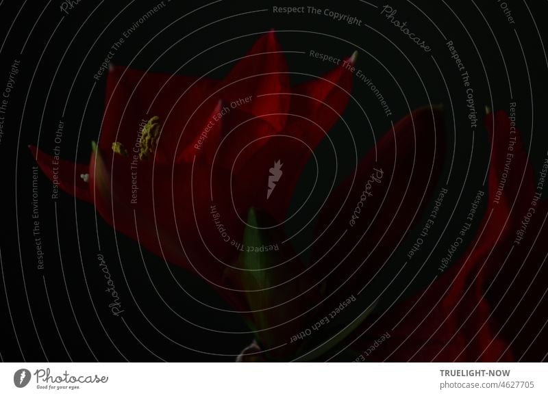 Das Drängen zum Licht / Es durchdringt die Dunkelheit / Jeder Depression Amaryllis Amaryllidaceae low key dunkel Blüte Blume Pflanze Nahaufnahme rot dunkelrot