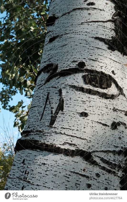 I see you! Birkenstamm schaut mit einem Auge auf den Betrachter Baumstamm Stamm Maserung Muster Blick weiß schwarz Natur Holz Strukturen & Formen Baumrinde