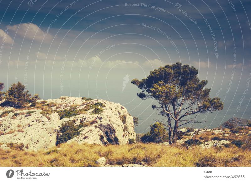 Himmel, Erde, Luft und Meer Ferien & Urlaub & Reisen Sommer Umwelt Natur Landschaft Wolken Horizont Wärme Baum Küste Bucht Fernweh Einsamkeit Idylle Mallorca