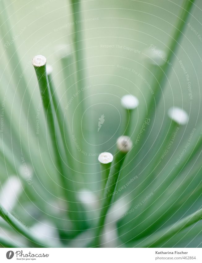 Agapanthus Praecox Natur Pflanze Frühling Sommer Herbst Grünpflanze verblüht grün weiß Schmucklilie Lilie Afrikanische Liebesblume verwelkt exotisch Farbfoto