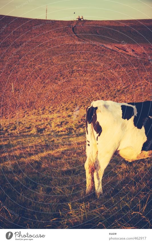 Hinterschinken Ferne Umwelt Natur Landschaft Tier Himmel Horizont Sommer Wiese Feld Nutztier Kuh 1 stehen authentisch Wärme braun Landleben