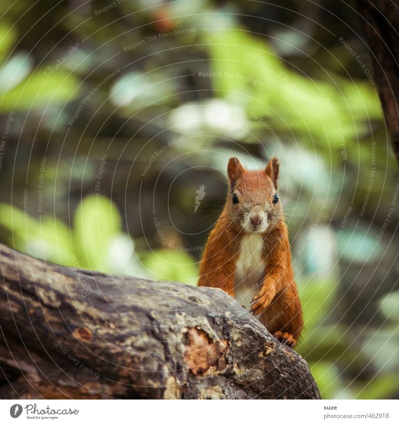 Stammplatz Umwelt Natur Pflanze Tier Baum Fell Wildtier Tiergesicht 1 sitzen klein natürlich Neugier niedlich braun grün rot Eichhörnchen Nagetiere Ast