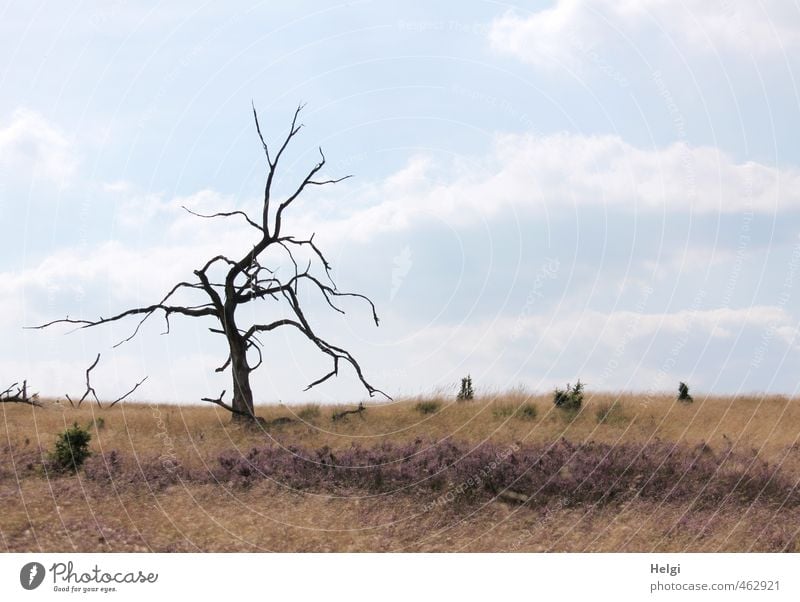 Einzelkämpfer... Umwelt Natur Landschaft Pflanze Himmel Wolken Herbst Schönes Wetter Baum Blume Gras Heidekrautgewächse Lüneburger Heide alt stehen Wachstum