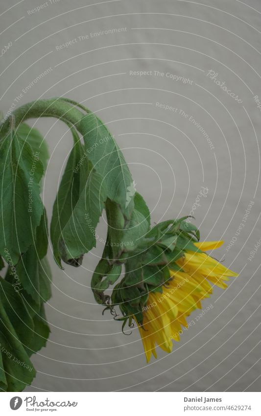 Sonnenblumen-Flop Blume schlaff verwelkt verblüht gelb grün im Innenbereich Profil Wand herunterhängend Vorbau Blütezeit Blumenhändler Pflanze Natur Blütenblatt