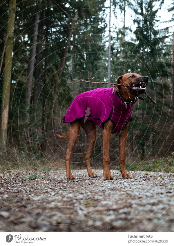 Hundeweibchen beißt auf einem Stock Spielen Holz Wald Pullover Hundegebiss Kleidung Winter Kalt dress Gebiss Rhodesian Ridgeback ridgeback Bäume Jagdtrieb