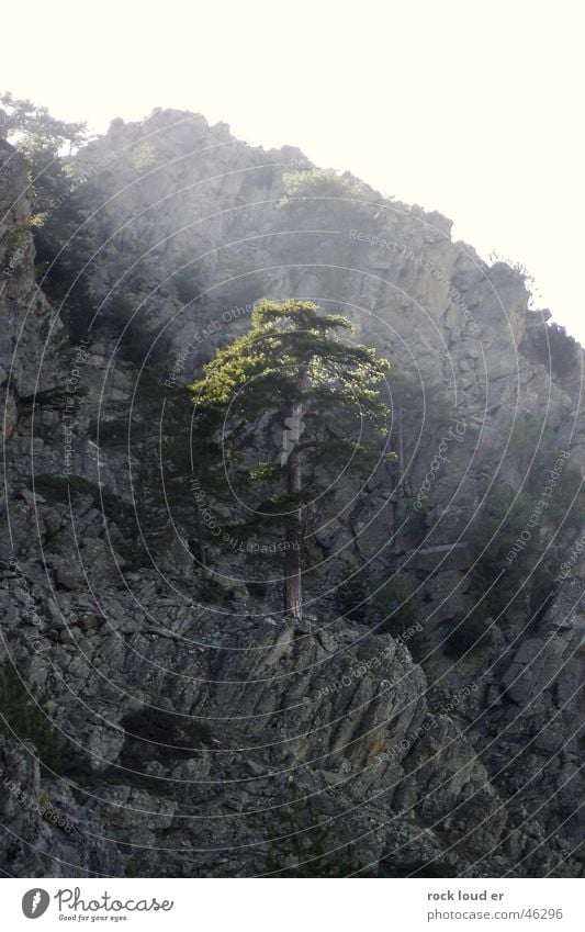 Der letzte Baum - Lichtwipfel bestrahlen grau grün Beleuchtung Baumkrone Berge u. Gebirge Sonne Stimmung Natur Wärme Freiheit