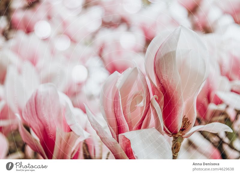 Rosa Magnolienbaum mit blühenden Blumen während des Frühlings Baum Buchse Garten Licht rosa Bank Weg Strauch Überstrahlung Englisch Großbritannien Park