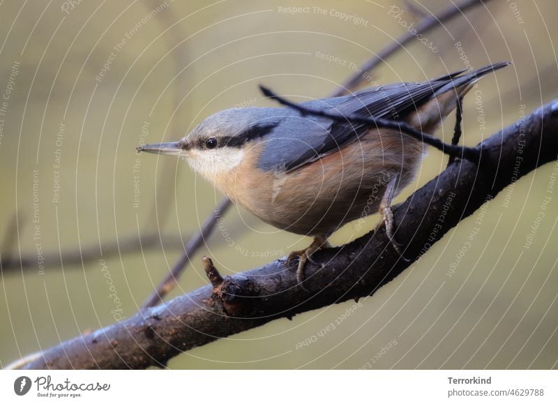 Kleiber auf einem Ast Singvogel Vogel Tier Natur Außenaufnahme Farbfoto klein Singvögel Tierporträt Wildtier niedlich Schnabel Umwelt Garten Feder Ornithologie