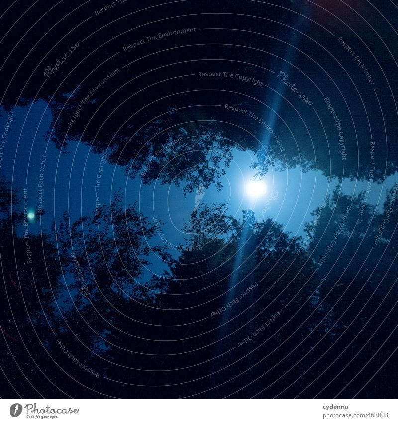 Vollmondnacht Wohlgefühl Erholung ruhig Meditation Ferne Freiheit Umwelt Natur Nachthimmel Mond Sommer Baum Wald einzigartig erleben Erwartung geheimnisvoll