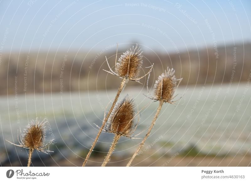 Vereiste Diestel vereist Winter Frost kalt Natur gefroren Raureif Pflanze Außenaufnahme Nahaufnahme Eis frieren Menschenleer Kälte Winterstimmung frostig