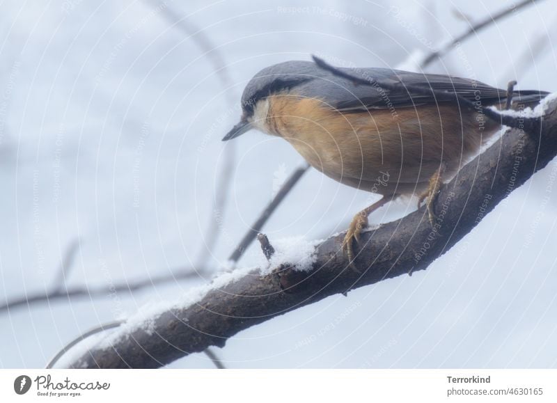 Kleiber auf einem Ast Singvogel Vogel Tier Natur Außenaufnahme Farbfoto klein Singvögel Tierporträt Wildtier niedlich Schnabel Umwelt Garten Feder Ornithologie