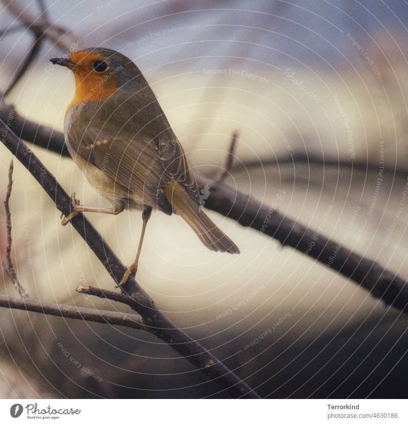 Rotkehlchen auf dem Ast Singvogel Vogel Tier Natur Außenaufnahme Farbfoto klein Singvögel Tierporträt Wildtier niedlich Schnabel Umwelt Garten Feder