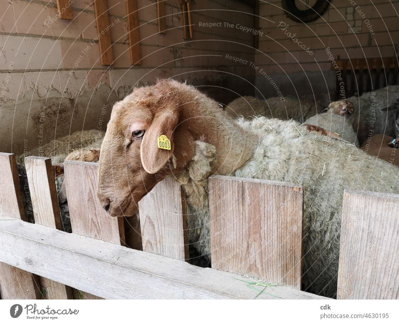 ungeschoren davon kommen Schaf Holzzaun Gatter Fell Kopf Schafstall Schafherde eng begrenzt Blick wenig Platz Zaun Tiere Tierwohl Tierschutz füttern besuchen