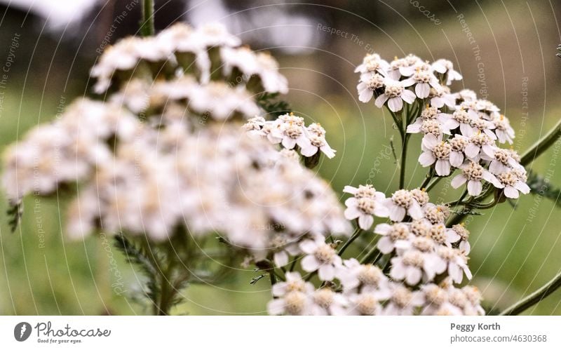 Blüten der Schafgarbe Unschärfe Schwache Tiefenschärfe Natur Pflanze Nahaufnahme Außenaufnahme Blühend Blume Menschenleer Farbfoto Sommer natürlich schön Garten