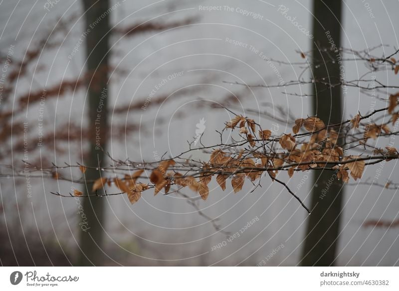 Farbfoto im Wald mit einer Buche und deren Laub an einem einzelnen Ast zur winterlichen Jahreszeit und bei Nebel Buchenwald Landschaft Licht Detailaufnahme