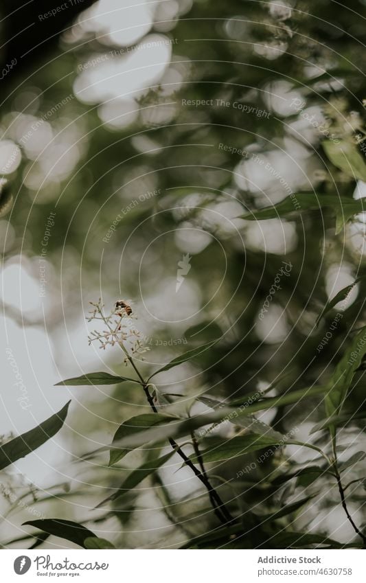 Bienen sammeln Nektar von der Blüte Insekt Tier Natur Tierwelt Fauna Blume natürlich Liebling Blütezeit Wald im Freien Flora Bargeld wild Lebensraum Biologie