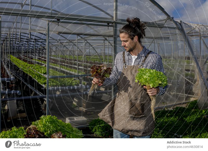 Gärtner mit Salatsetzlingen in der Nähe des Gewächshauses Mann Landwirt prüfen Ernte Bauernhof frisch abholen Gartenbau männlich Ackerbau Schonung Schürze reif