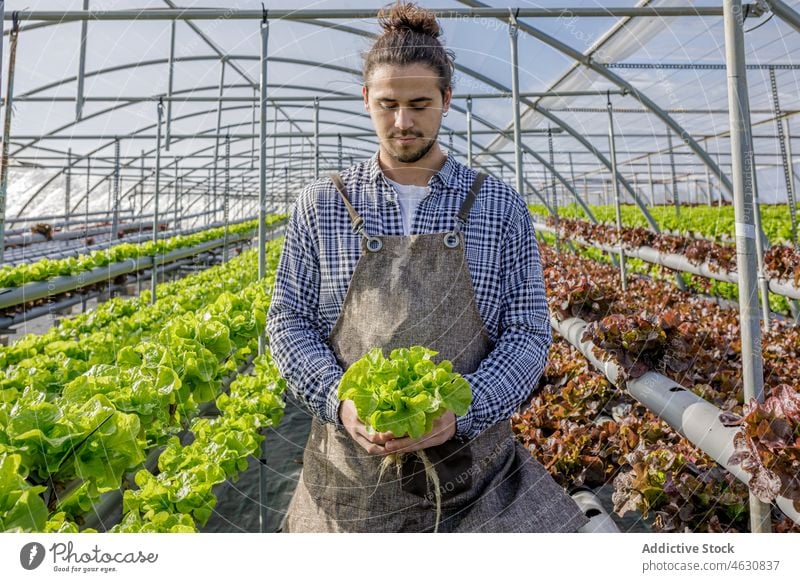 Landwirt mit Salatblättern im Gewächshaus Mann Ernte Inszenierung abholen Ackerbau Saison hydroponisch männlich Agronomie üppig (Wuchs) Arbeit Bauernhof Pflanze