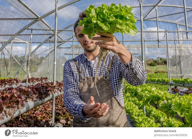 Gärtner zeigt Setzling von grünem Salat im Gewächshaus Mann Landwirt Keimling Ackerbau wachsen zeigen kultivieren prüfen männlich Pflanze Wachstum Wurzel