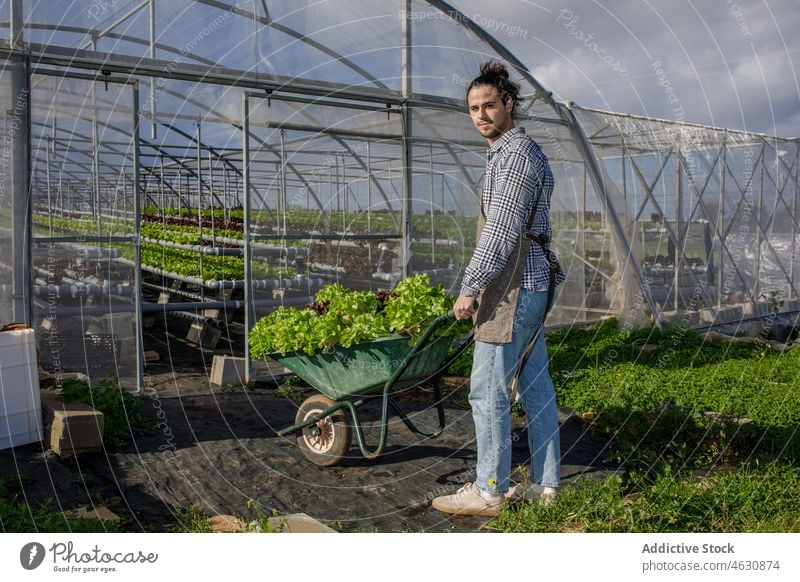 Gärtner trägt Schubkarre mit frischem Salat Mann Landwirt Ernte Gewächshaus reif Schonung führen Gartenbau männlich Ackerbau Arbeit Pflanze Landschaft Saison