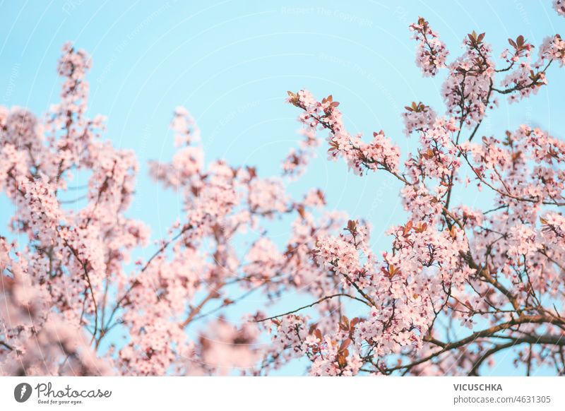 Rosa Kirschblüte vor blauem Himmel. rosa Kirschblüten im Freien Hintergrund saisonbedingt Frühling Überstrahlung Kirschbaum Unschärfeeffekte schön Blütezeit