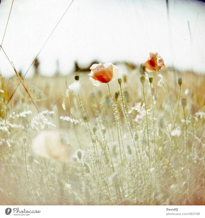 Sommertag Umwelt Natur Pflanze Blume Wildpflanze Mohn Mohnblüte Feld ästhetisch frisch Glück schön Leichtigkeit Farbfoto Außenaufnahme Nahaufnahme Menschenleer