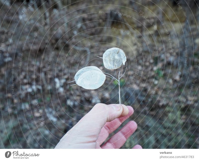 Lunaria Annua-Blätter Dekoration & Verzierung weiß schön Pflanze Natur Hintergrund Mondviole dekorativ niemand Ehrlichkeit Silber Schönheit Mondkraut