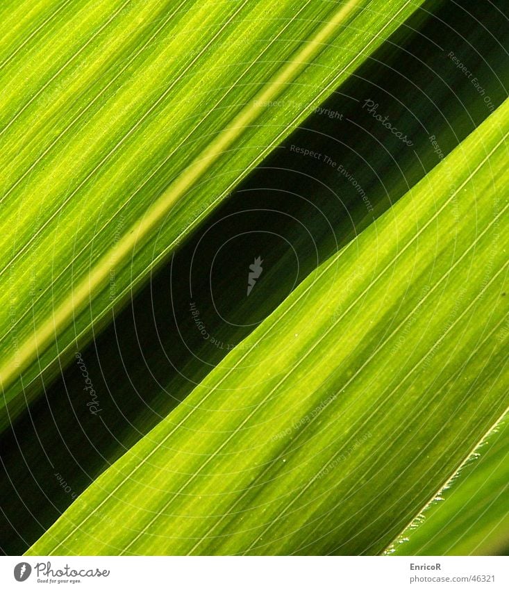 Mais im Gegenlicht grün schwarz diagonal Sonne Schatten