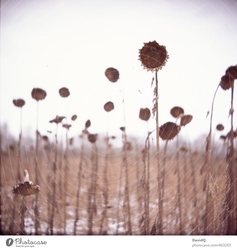 bleiben bis zum Ende Umwelt Natur Landschaft Pflanze Himmel Winter Schnee Sonnenblume Feld alt dunkel stark braun Hoffnung Traurigkeit Trauer Tod Müdigkeit