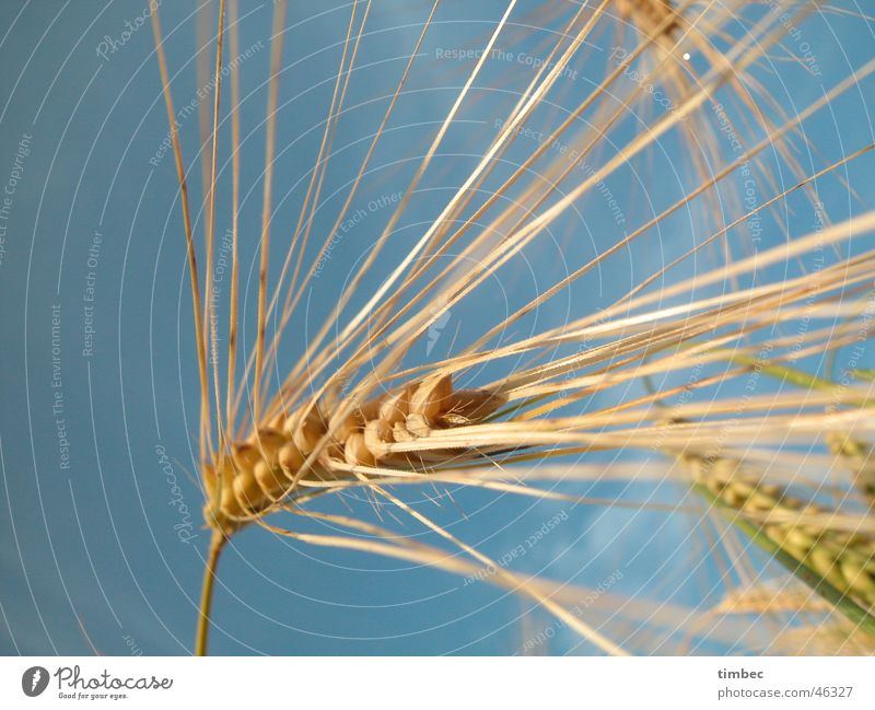 Getreide im Wind Gerste Weizen Pflanze Ernährung Lebensmittel spreizen Korn nah Feld Himmel blau Natur naturfarben Perspektive Makroaufnahme Detailaufnahme