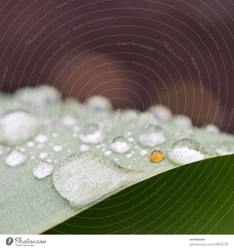 Bernsteintropfen - IGS 2013 Umwelt Pflanze Wassertropfen Blatt Park liegen leuchten träumen grün Bonbon Feldrand Außenseiter Hügel Strukturen & Formen Farbfoto