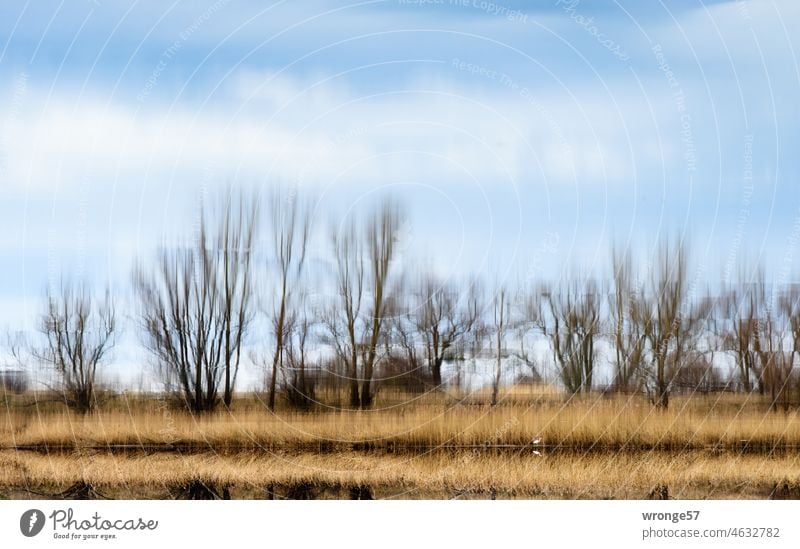 Spiegelung des Uferstreifen mit Bäumen, Schilf und einem Reiher auf der Wasseroberfläche eines Sees Spiegelbild Schilfrohr Schilf-Röhricht Schilfgürtel