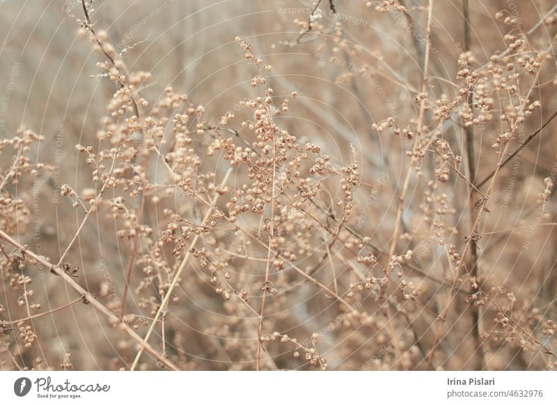 Winzige weiße Blüten auf trockenen Zweigen von Wildpflanzensträuchern mit unscharfem Hintergrund. Trauben von kleinen weißen Samen auf dünnen Zweigen. getrocknete Sträucher im Winter. ausgewählten Fokus