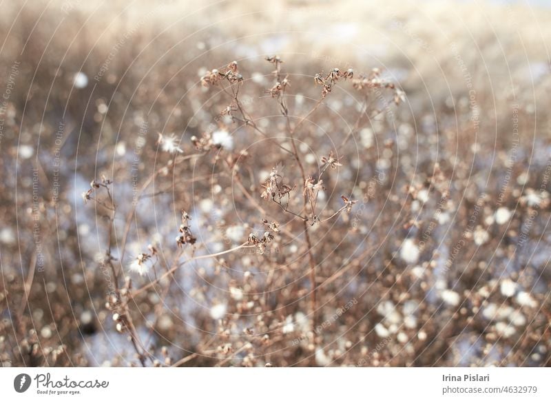 Winzige weiße Blüten auf trockenen Zweigen von Wildpflanzensträuchern mit unscharfem Hintergrund. Trauben von kleinen weißen Samen auf dünnen Zweigen. getrocknete Sträucher im Winter. ausgewählten Fokus