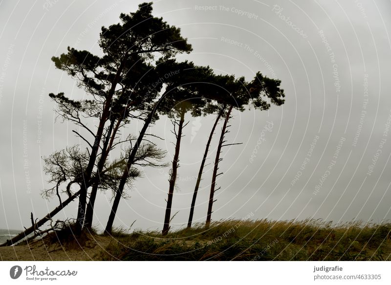 Windflüchter am Darßer Weststrand Bäume Strand Küste Ostsee Fischland-Darß-Zingst Nationalpark Vorpommersche Boddenlandschaft Landschaft Meer Natur Baum