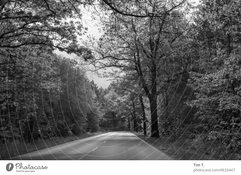 eine leere Allee in Brandenburg s/w Schwarzweißfoto Menschenleer Tag Außenaufnahme b/w b&w dunkel ruhig Straße