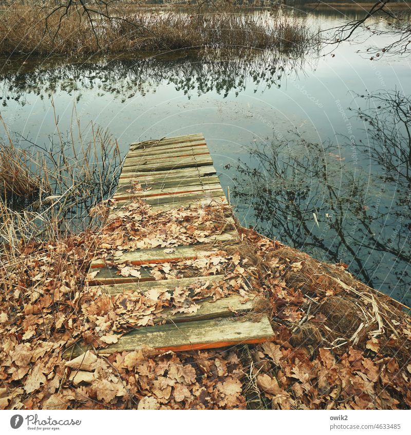 Sprungbrett Steg Seeufer Wasser Idylle ruhig Landschaft Teich friedlich Wasserspiegelung windstill Ruhe draußen Menschenleer abseits weltverloren verwunschen