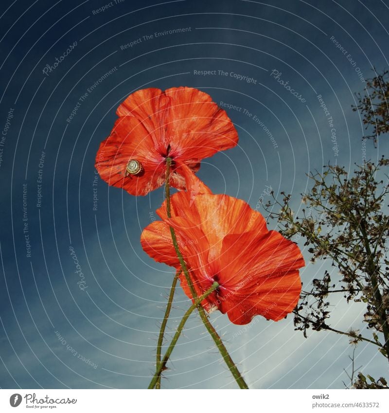 Schnecke sieht rot Mohn Mohnblüte Blume Farbfoto Natur Umwelt Wolkenloser Himmel Außenaufnahme Nahaufnahme Detailaufnahme knallrot Mohnfeld Klatschmohn