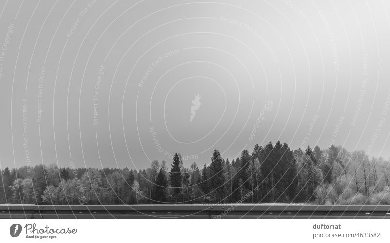 Minimalistisch Bäume im Nebel Wald Winterwald Landschaft Menschenleer Außenaufnahme Baum Jahreszeiten Wintertag Schnee Winterstimmung Winterlandschaft