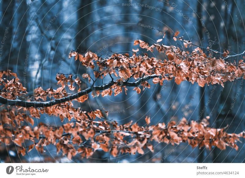 Herbstblätter im Winterwald kühl Herbstlaub Buchenblätter Jahreszeitenwechsel Zweige Dezember Winterblätter Dezemberwald Wald Vergänglichkeit vergänglich Kälte