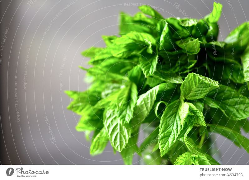 Minze grün und frisch / Hier gebündelt auf dem Tisch / Vom Sommer träumen Kräuter Kräuter & Gewürze mentha mentheae Minzen Laminaceae Pflanze Blatt Lebensmittel