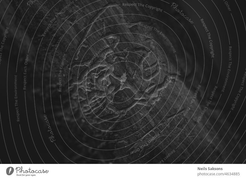 Kunstwerke auf Baumstämmen von Rindenkäfern abstrakt Abstraktion gealtert Tier Hintergrund Käfer schwarz braun Wanze Hohlraum Farbe Schaden dunkel