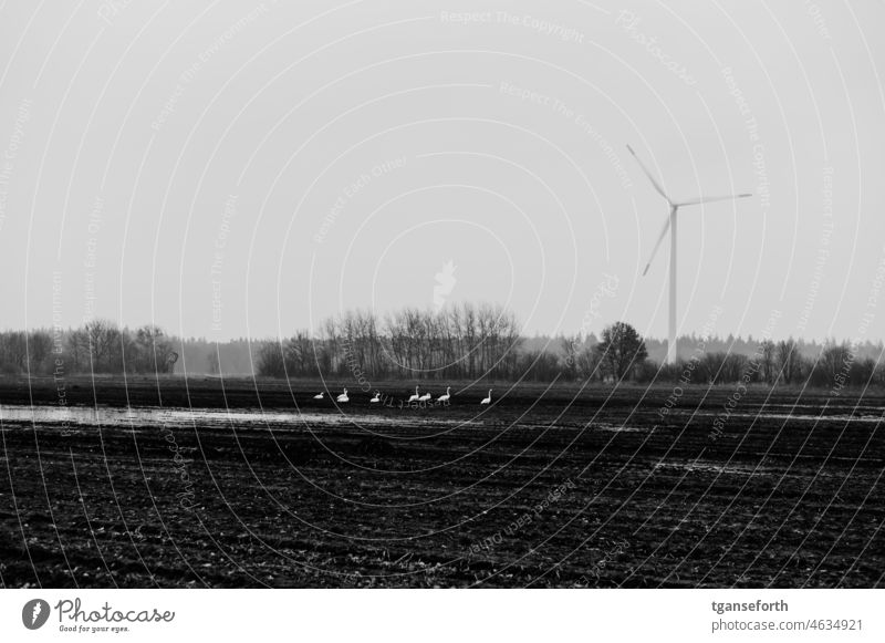 Schwäne auf einem Acker Schwan Winter windenergieanlage Pfütze Natur Wasser Vogel weiß Emsland Außenaufnahme