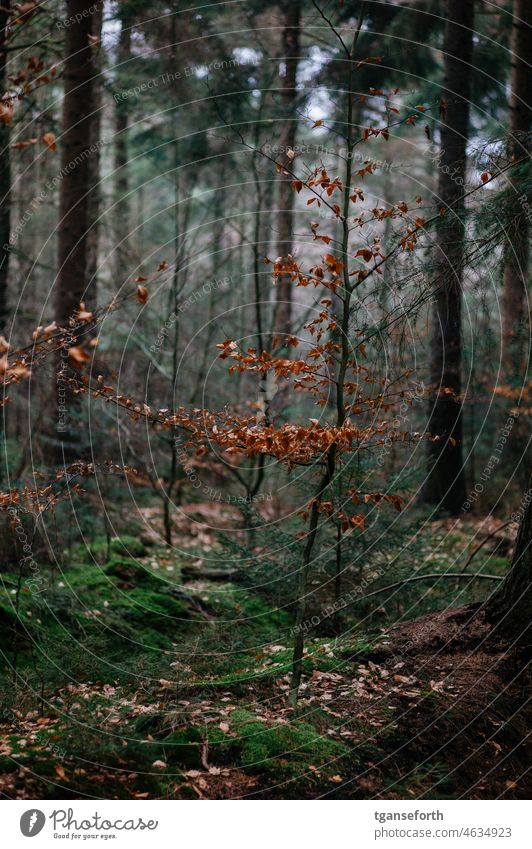 Buche im Wald Winter Laub Laubbaum Herbst Blatt Pflanze Baum Natur Umwelt Farbfoto Außenaufnahme grün Moos klein Landschaft Wachstum Schwache Tiefenschärfe